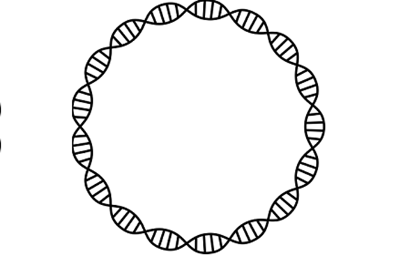 DNA helix in a circle